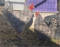 Pair-Barred Rock Standard Chickens-1 year old
