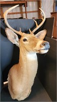 White Tail Deer Taxidermy Mount