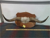 WALL HANGING HORNS, 28 1/4" W