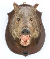 1954 Javelina Shoulder Mount Taxidermy. Texas