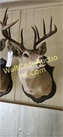 10 Pt. Deer Head Wall Mounted