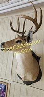 10 Pt. Deer Head Wall Mounted