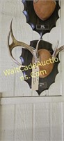 3 Sets of 8 Point Deer Antlers Wall Mounted