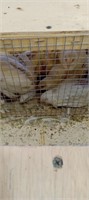 young white quail