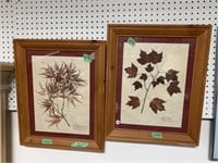 Pair Of Professionally Dried Leaves - 21 X 17