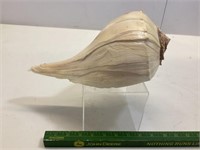 Sea shell large