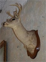 Mounted Deer by B. M. Caraway & Son