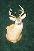 White Tail 9 point trophy mount marked "Mott's