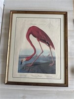 Framed James Audubon American Flamingo Print