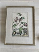 Framed Botanical Print