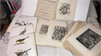 Antique steel engravings framable pictures Birds,
