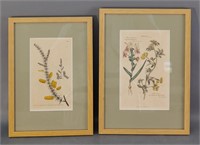 Pair of Botanical Prints