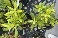 2 Lots of 1 ea 1 Gal Nova Zembia Rhododendron