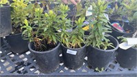3 Lots of 1 ea 1 Gal Dwarf Asiatic Lily