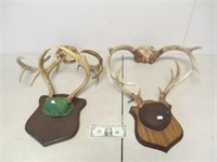 4 Sets of Deer Buck Antlers - 2 Wood Mounted