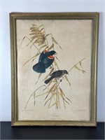 Vintage Framed Print - Red-wing Black Birds