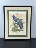 Vintage Framed Print - Purple Gallinule