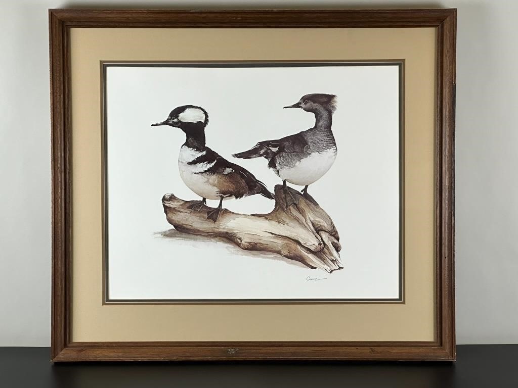 Framed Duck Print - Hooded Merganser Drake and Hen