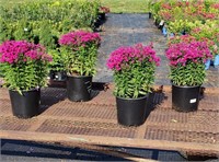 4 Park Purple Cerise Garden Phlox Plants