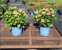 2 Pink Rebloomer Summer Crush Hydrangea Plants