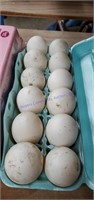 1 Doz Fertile Indian Runner Duck Eggs