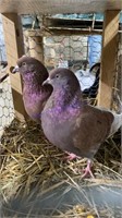 Pair Roller Pigeons