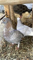 Pair Roller Pigeons