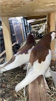 Pair Muff Tumbler Pigeons