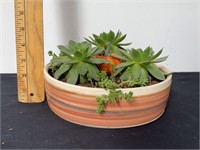 Succulents in round pot