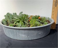 Succulents in galvanized pot