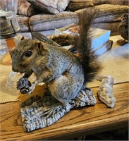 Large Squirrel Taxidermy