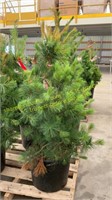 7 Gallon White Pines (BIDX5)
