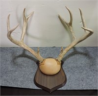 Mule Deer Antlers