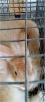 Doe American Angora Rabbit