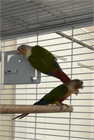 6 pairs Conures, Strong Proven Breeders 2019-20