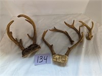 NY White Tail Deer Horns