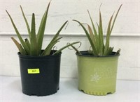 2 Aloe Vera Plants T8A