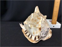 Conch Shell