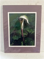 Flower Photograph Calla Lily matted by