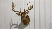 Large Deer mount