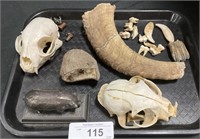 Taxidermy Skulls, Animal Teeth & Horn, Geode.