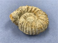 Large unprocessed ammonite fossil, 5"