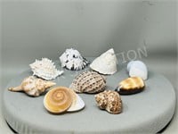 9 various small sea shells
