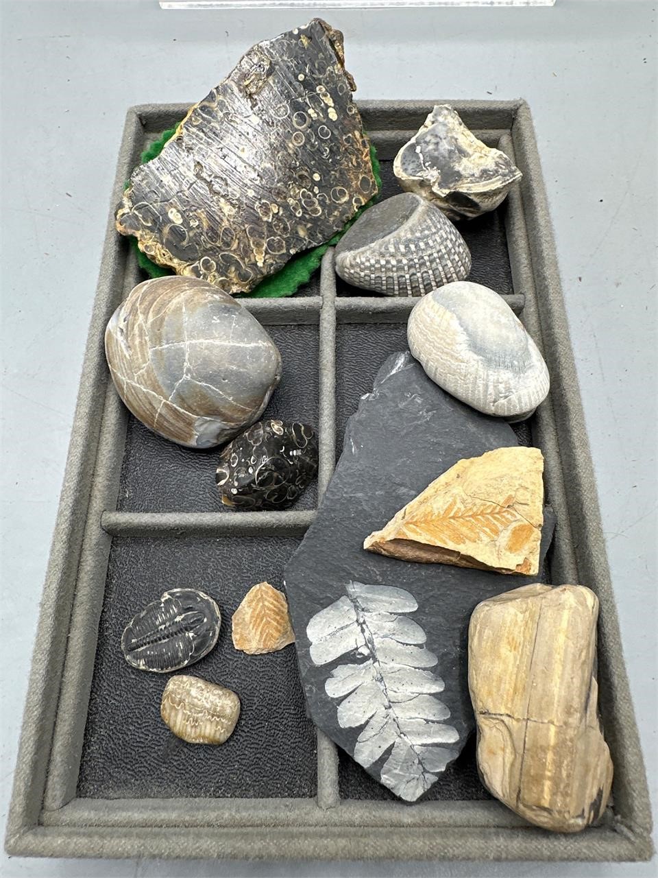 Fossils and more