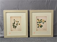 2x The Bid Antique Botanical Framed Prints