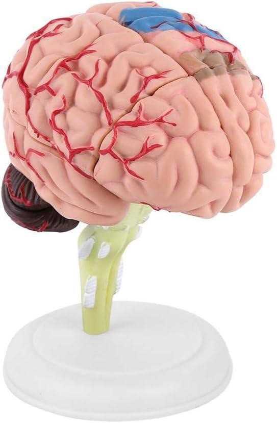 Walfront Human Brain Model Toy x3