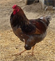 Blue Laced Wyandotte rooster