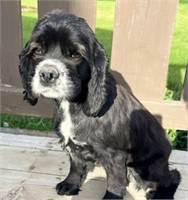 Female-Am. Cocker Spaniel-Intact, 1.5 years old