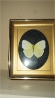 Matted & Framed Butterfly