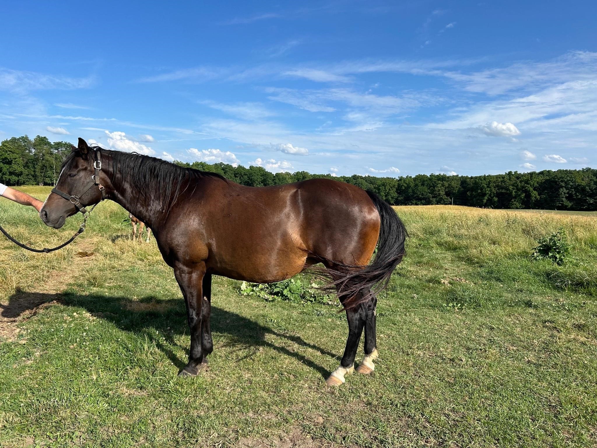 Moore Horse Company Dispersal